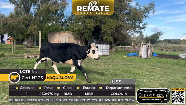 Lote 1 Vaquillonas  en Tarariras, Colonia