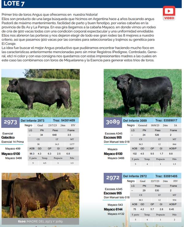 Lote Lote 7