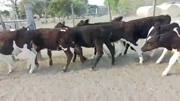 Lote 30 Terneros