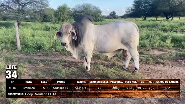 Lote Brahman