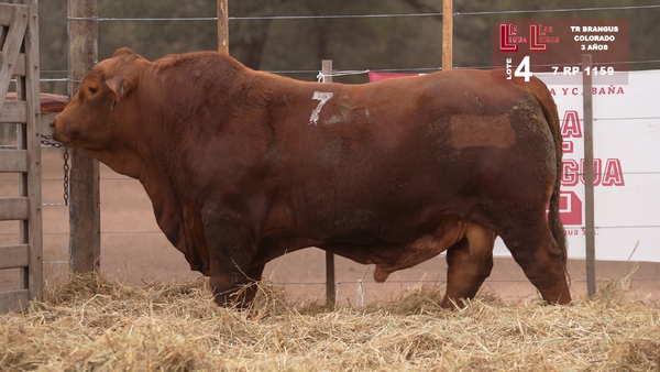 Lote BRANGUS COLORADO 3 AÑOS