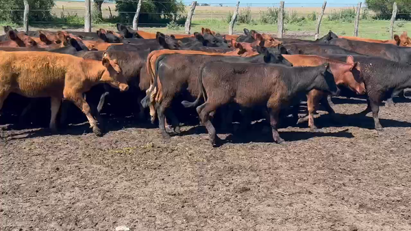 Lote 70 Terneras en Villaguay, Entre Ríos