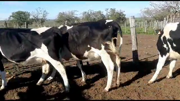 Lote 3 vaquillonas holando proximas