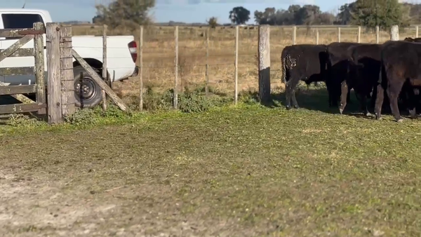 Lote 65 Terneros en Chascomús, Buenos Aires