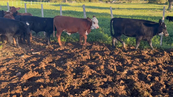 Lote 65 Terneros/as en Durazno, Entre Ríos