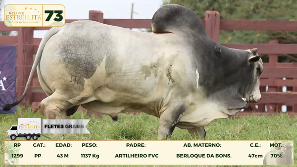 Lote LOTE 73