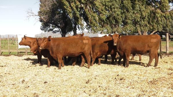 Lote VAQUILLONAS MAS PARICION OTOÑO