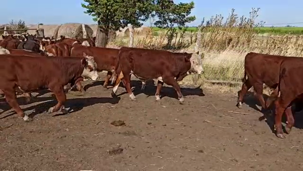 Lote 85 Terneros en San Salvador, Entre Ríos