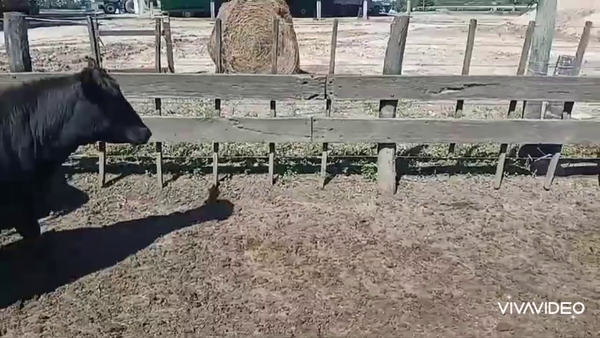 Lote 14 Vaquillonas C/ gtia de preñez en La Plata, Buenos Aires