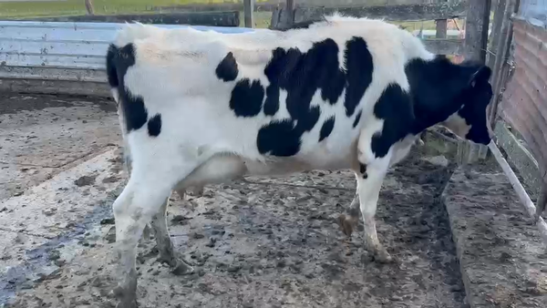 Lote Vaca, San José