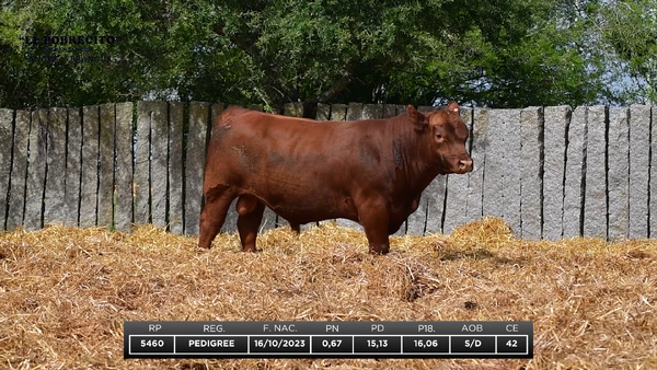 Lote ABERDEEN ANGUS P.I.