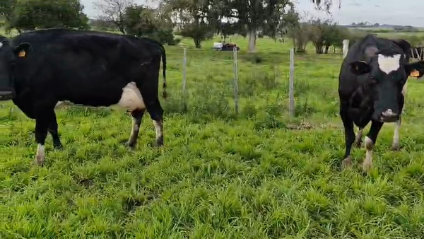 Lote 2 Vaca, San José