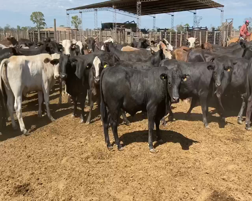 Lote 120 Novillitos en Bandera, Santiago del Estero