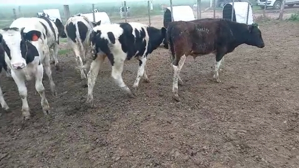 Lote 30 NOVILLITOS HOLANDO ARGENTINO en Porteña y Seeber, Córdoba