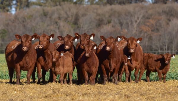 Lote VACA ANGUS PC PARIDA