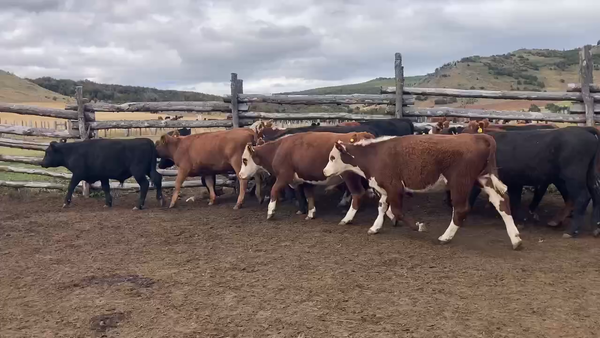 Lote 21 Novillo Engorda en Coyhaique, XI Región Aysén