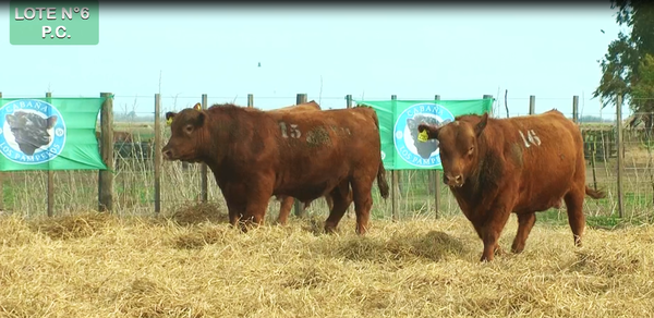 Lote TOROS PUROS CONTROLADOS