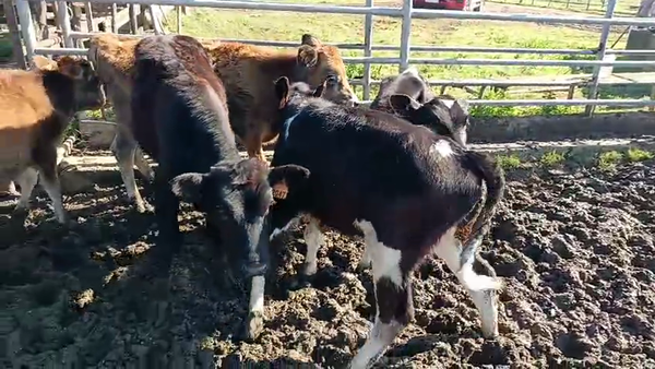 Lote 6 Terneros Cruzas 130kg -  en Mundo Azul