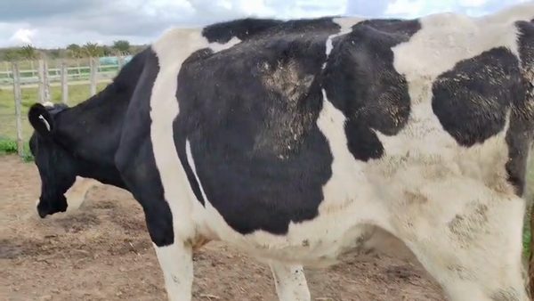 Lote Vaca 500kg - , San José