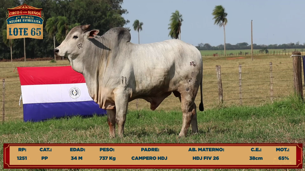 Lote LOTE 65