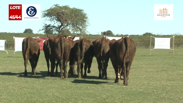 Lote Vaquillas Braford Generales Señal ´20-Preñadas IATF (22-12-2022) y Servicio Colectivo (01/01/23 al 05/02/23)