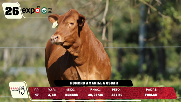 Lote LOTE 26
