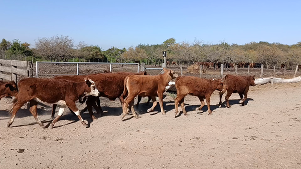 Lote 100 Terneras Braford y sus cruzas en Cululú, Santa Fe