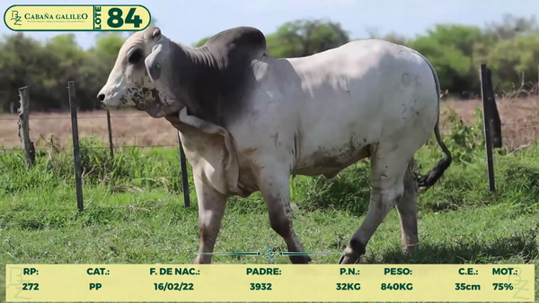 Lote LOTE 84