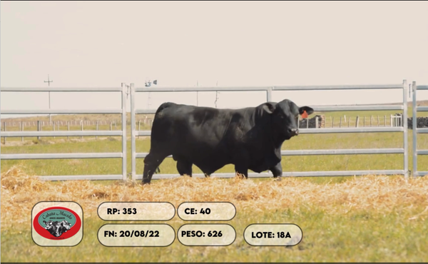 Lote 2 Toros, Artigas