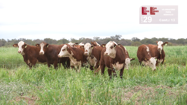Lote VAQUILLONAS PARA SERVICIO BRAFORD