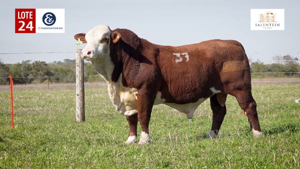Lote LOTE 24 - TOROS BRAFORD NO. 37