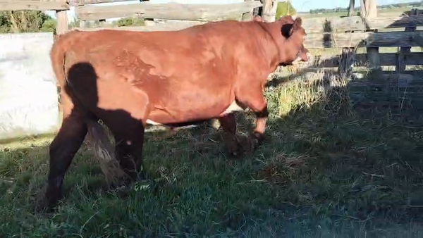 Lote Novillos, San José