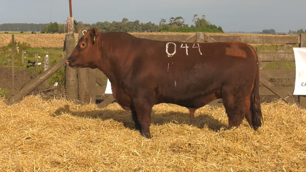 Lote Toros PC Colorados