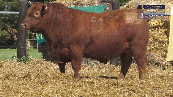 51 40278C — TOROS ANGUS PURO CONTROLADO