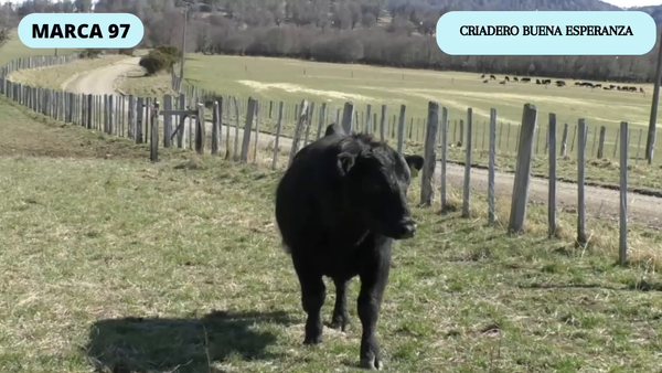 Lote 1 Toro en Coyhaique, XI Región Aysén