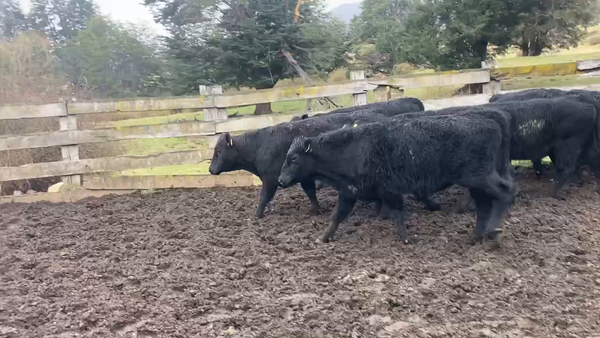 Lote 33 Ternero en Río Ibáñez, XI Región Aysén