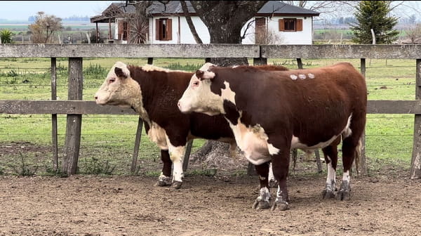 Lote CABAÑA LA RECONQUISTA