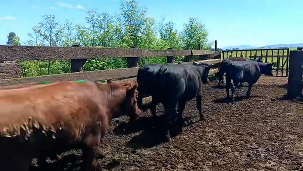 Lote 45 Vaquilla Gorda en Futrono, XIV Región Los Ríos