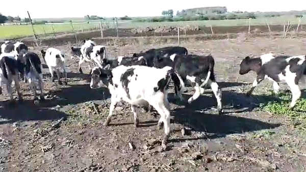 Lote terneros hol 20