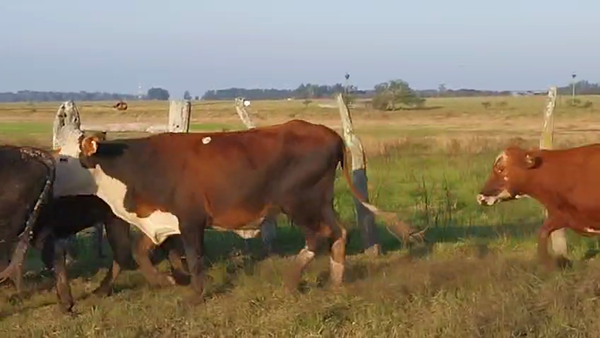 Lote 67 Vaquillonas preñadas