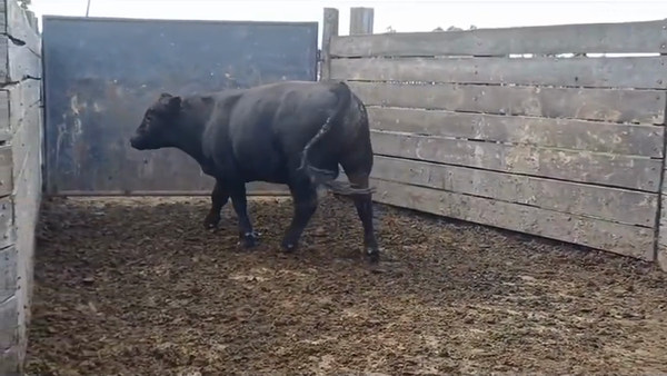 Lote Toros ANGUS en MAL ABRIGO