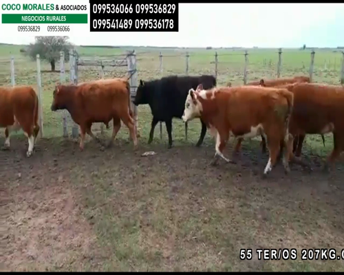 Lote 55 Terneros en Cuchilla del Perdido, Soriano