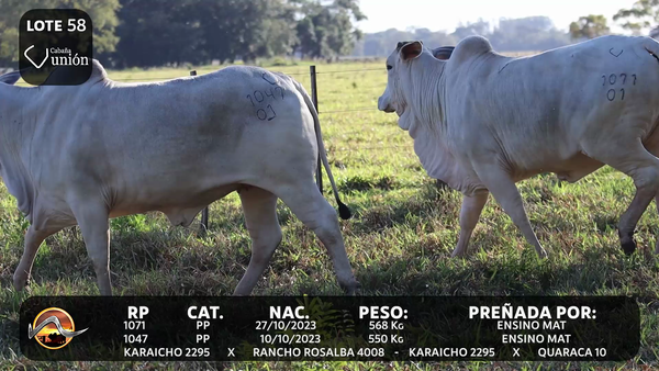 Lote LOTE 58