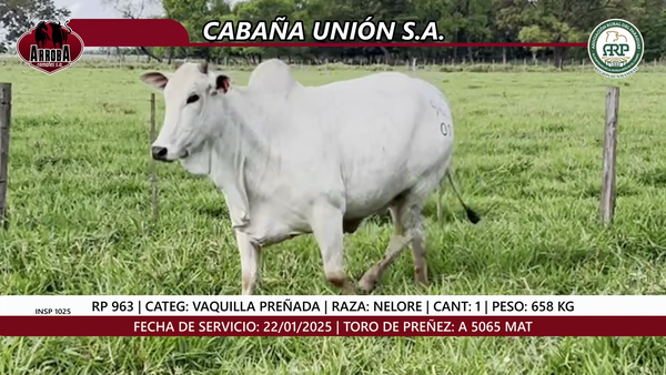 Lote VAQUILLA PREÑADA