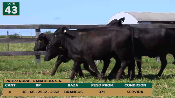 Lote HEMBRAS LOTE 43