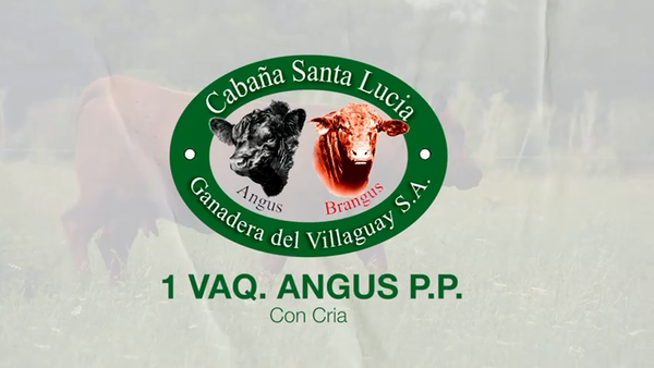Lote 2 Vaquillonas PP