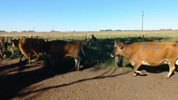 Lote Vacas Secas - El Pangare DE Micheo S.A