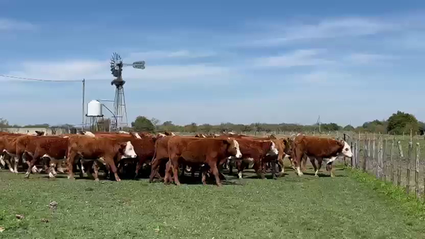 Lote 72 Novillitos en Corrientes, Curuzu Cuatia