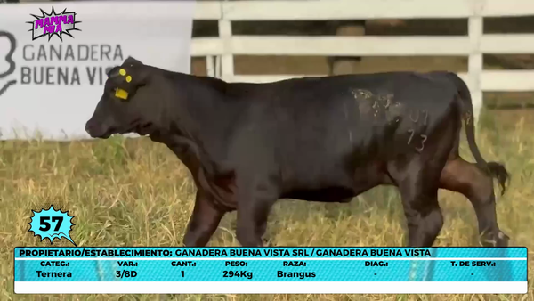 Lote LOTE 57- EN VIVO