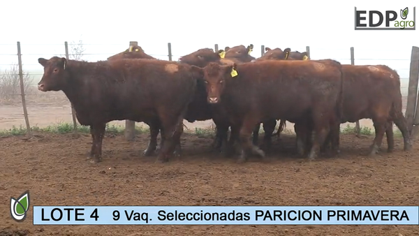 Lote ESTANCIA DON PEDRO Y LA ROSA  9 Vaq. Coloradas